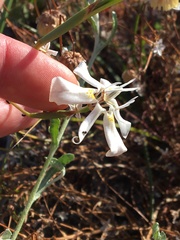 Moraea viscaria