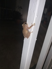 Eleutherodactylus coqui