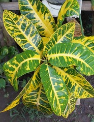 Codiaeum variegatum