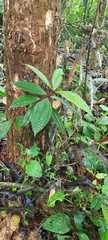 Bertolonieae