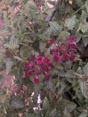 Glandularia × hybrida