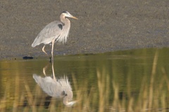 Ardea herodias herodias