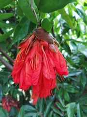 Brownea grandiceps