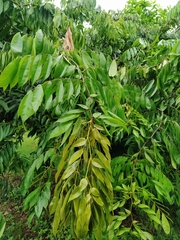Brownea grandiceps