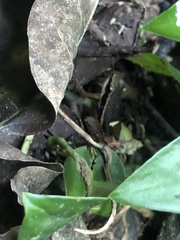 Silverstoneia flotator