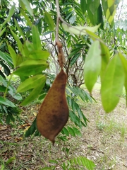 Brownea grandiceps