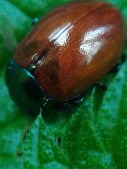 Chrysolina polita