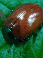 Chrysolina polita