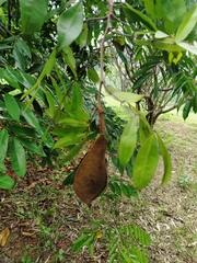 Brownea grandiceps