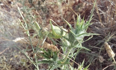 Albarracinia zapaterii