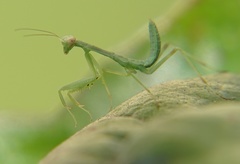 Stagmomantis