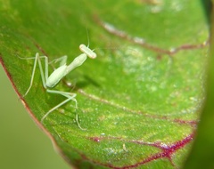 Stagmomantis