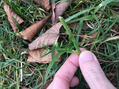 Poa annua