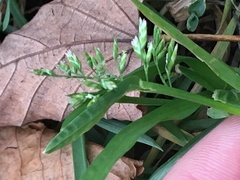 Poa annua