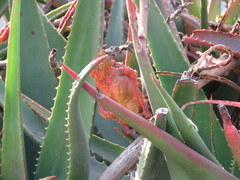 Aceria aloinis
