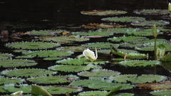 Nymphaea lotus