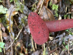 Balanophora yakushimensis