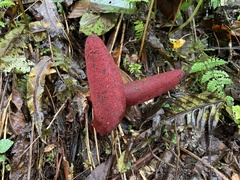 Balanophora yakushimensis