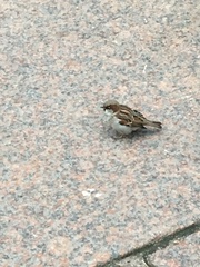 Passer domesticus