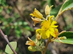 Grewia bicolor bicolor