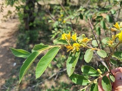 Grewia bicolor bicolor