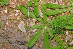 Helminthotheca echioides