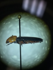 Languria bicolor
