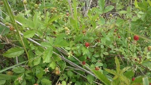 bristly dewberry (Rubus hispidus)