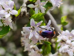 Ehretia rigida nervifolia
