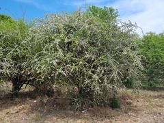 Ehretia rigida nervifolia