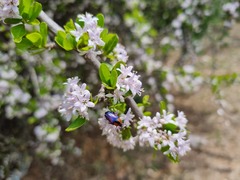 Ehretia rigida nervifolia