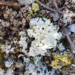 Squamarina lentigera