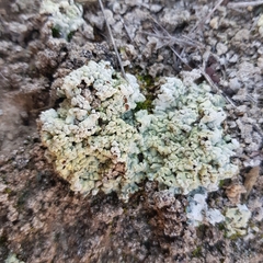 Acarospora placodiiformis