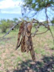 Vachellia rehmanniana