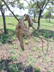 Vachellia rehmanniana