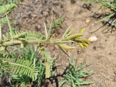 Vachellia rehmanniana