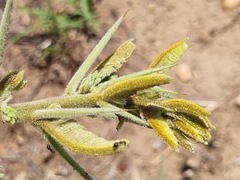 Vachellia rehmanniana