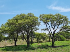 Vachellia rehmanniana