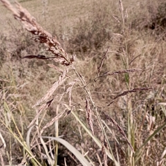 Sorghum halepense
