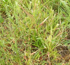 Setaria