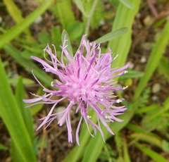 Centaurea