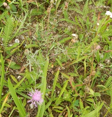 Centaurea