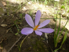 Crocus longiflorus