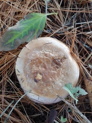 Glaucopodes