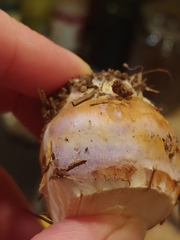 Glaucopodes