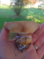 Glaucopodes