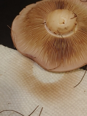 Glaucopodes