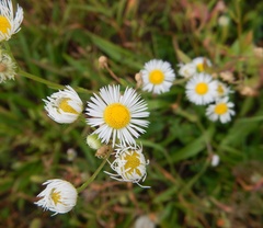 Erigeron