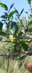 Xylosma venosa