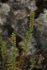 Veronica pinnata